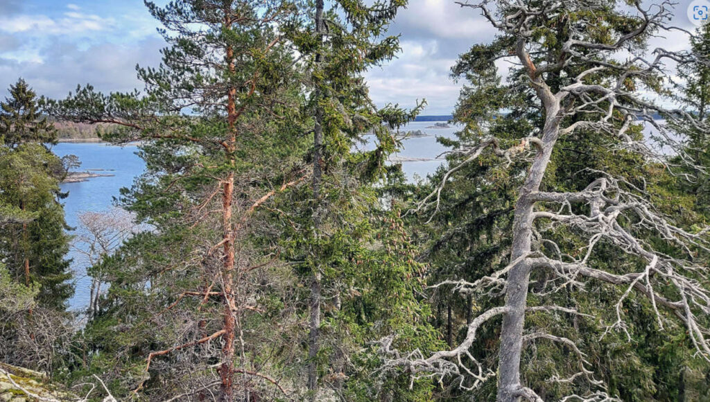 Inikorpin ikimetsä