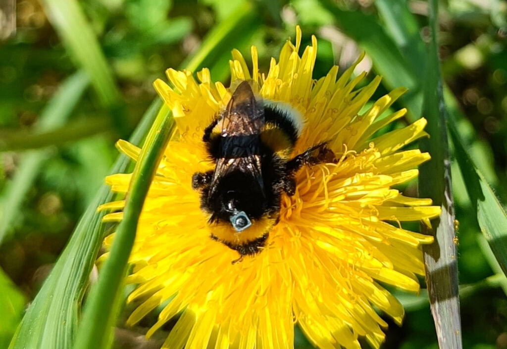 Thermacell -karkoitteen myrkky häiritsee kimalaisten suunnistuskykyä