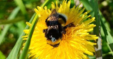 Thermacell -karkoitteen myrkky häiritsee kimalaisten suunnistuskykyä