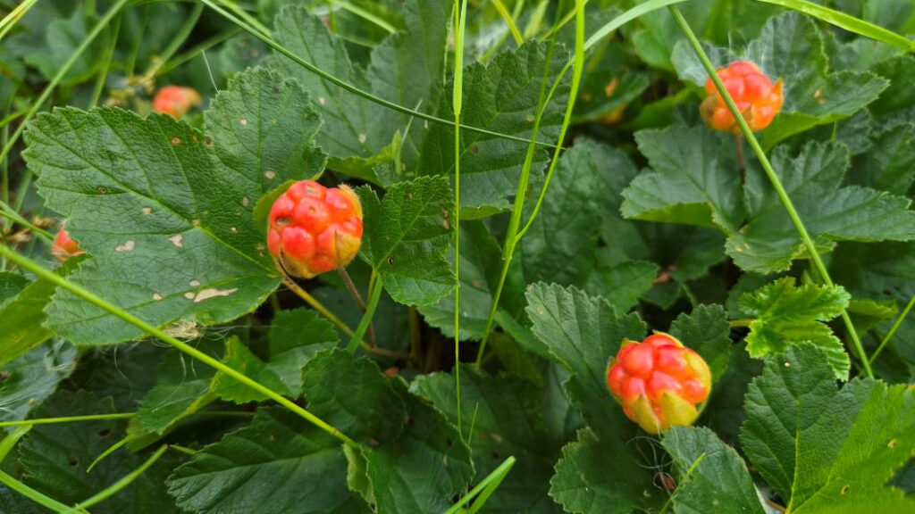 Suomuurain (kuva Heidi Siivonen)
